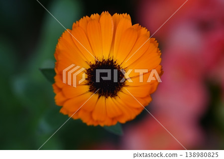 亮橙色非洲菊 亮橙色非洲菊 138980825