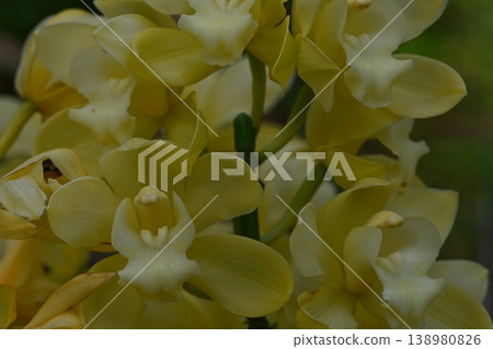 黃蘭花 138980826