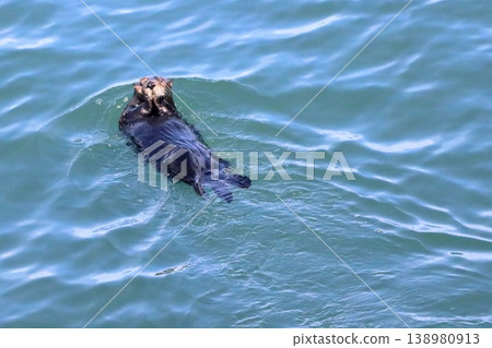 Sea otters, the idols of the ocean, at Kiritappu Cape, April. Sea otters, the idols of the ocean, at Kiritappu Cape, April. 138980913