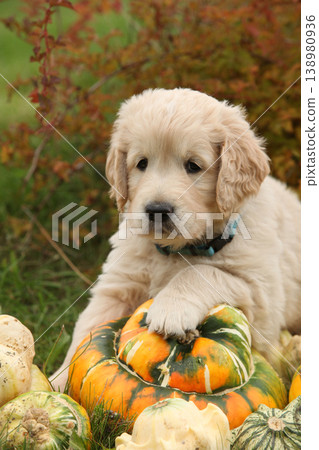 Adorable gold retriever puppy with pumpkins Adorable gold retriever puppy with pumpkins 138980936