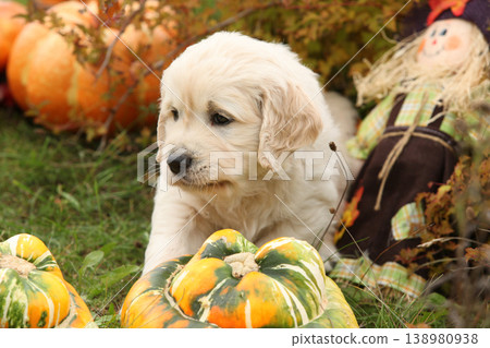 Adorable gold retriever puppy with pumpkins 138980938