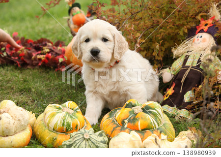 Adorable gold retriever puppy with pumpkins Adorable gold retriever puppy with pumpkins 138980939