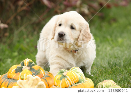 Adorable gold retriever puppy with pumpkins Adorable gold retriever puppy with pumpkins 138980941