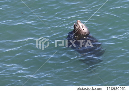 一隻港海豹在海浪中打著哈欠，看起來像是在享受舒適的沐浴。基里塔普角，四月。 138980961