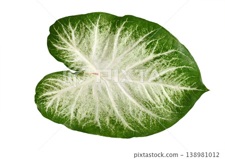 Single leaf of exotic 'Caladium Aaron' houseplant with white and green colors isolated on white background Single leaf of exotic 'Caladium Aaron' houseplant with white and green colors isolated on white background 138981012
