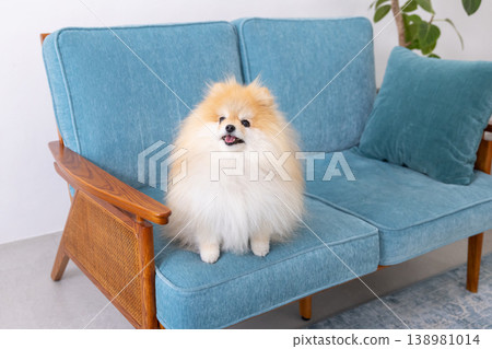 Pomeranian放鬆在沙發上 138981014