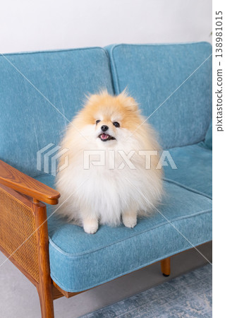 Pomeranian放鬆在沙發上 138981015