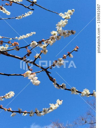 White plum shining in the blue sky White plum shining in the blue sky 138981087