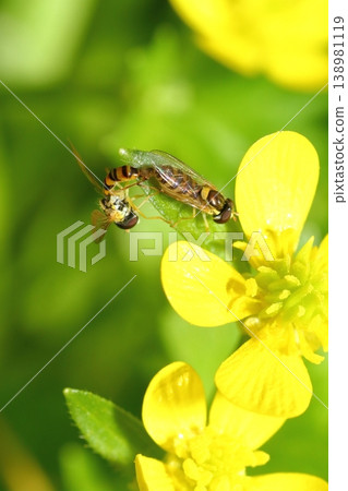食蚜蠅（Syrphidae）在毛茛花的花瓣上交配。 138981119