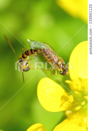食蚜蠅（Syrphidae）在毛茛花的花瓣上交配。 138981120