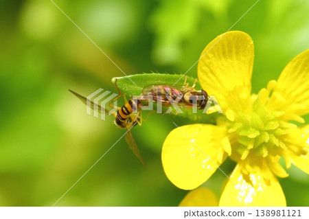 A hoverfly (Syrphidae) species mating while clinging to the petals of a Ranunculus flower. A hoverfly (Syrphidae) species mating while clinging to the petals of a Ranunculus flower. 138981121