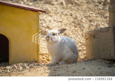 A rabbit strolls around the hut to bask in the sun. A rabbit strolls around the hut to bask in the sun. 138981168