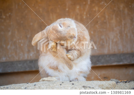 Rabbit with itchy ears Rabbit with itchy ears 138981169