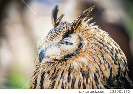 Owl with sharp eyes Owl with sharp eyes 138981170
