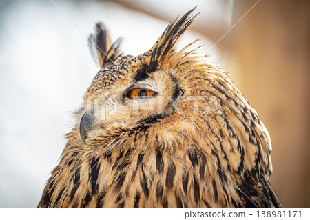 An owl looking down on you An owl looking down on you 138981171