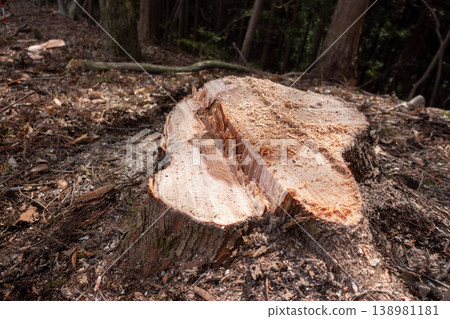 Close-up of the stump and roots of a cedar tree. Close-up of the stump and roots of a cedar tree. 138981181