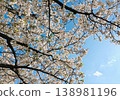 Cherry blossoms in full bloom and blue sky 138981196