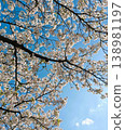 Cherry blossoms in full bloom and blue sky 138981197