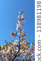 Sakura that shines in the blue sky 138981198