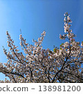 Sakura that shines in the blue sky 138981200