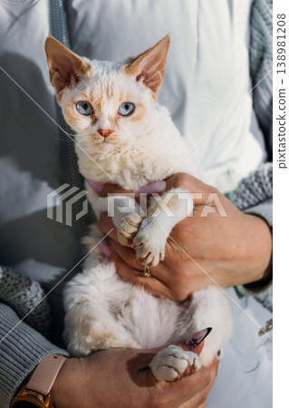 Obedient Devon Rex Cat With White Grey Fur Color Sit On Hands. Curious Playful Funny Cute Amazing Devon Rex Cat Look At Camera. Cats Portrait. Bold Blue Cat Eyes. Amazing Happy Pets Friendship Concept Obedient Devon Rex Cat With White Grey Fur Color Sit On Hands. Curious Playful Funny Cute Amazing Devon Rex Cat Look At Camera. Cats Portrait. Bold Blue Cat Eyes. Amazing Happy Pets Friendship Concept 138981208