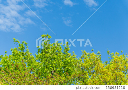 綠葉蔥蘢,藍天白雲 綠葉蔥蘢,藍天白雲 138981218