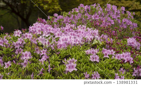 Azaleas 138981331