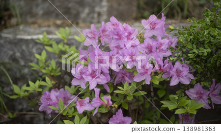 Azaleas 138981363