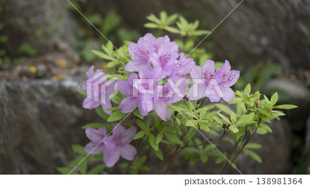 Azaleas Azaleas 138981364