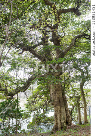 Giant Machilus thunbergii tree, Natural Monument, Akita Prefecture Giant Machilus thunbergii tree, Natural Monument, Akita Prefecture 138981451