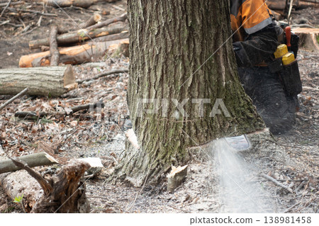 Forestry logging operation: The moment a tree falls using a back cut. Forestry logging operation: The moment a tree falls using a back cut. 138981458