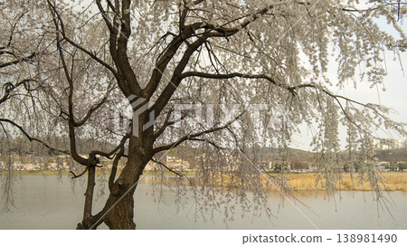 Hwarang Park Cherry Blossoms 138981490