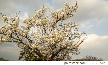 Hwarang Park Cherry Blossoms Hwarang Park Cherry Blossoms 138981504