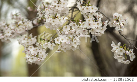 Hwarang Park Cherry Blossoms Hwarang Park Cherry Blossoms 138981508