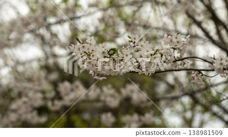Hwarang Park Cherry Blossoms Hwarang Park Cherry Blossoms 138981509