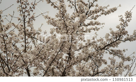 Hwarang Park Cherry Blossoms Hwarang Park Cherry Blossoms 138981513