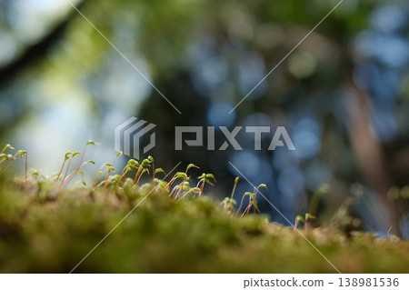 A close-up of a moss ball, lush and vibrant, with sunlight filtering through the trees, and moss sporophytes sprouting at the foot of the forest floor. 138981536