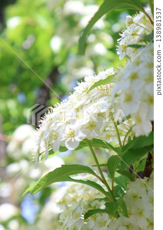 A photograph of white flowers in the sunlight. A photograph of white flowers in the sunlight. 138981537