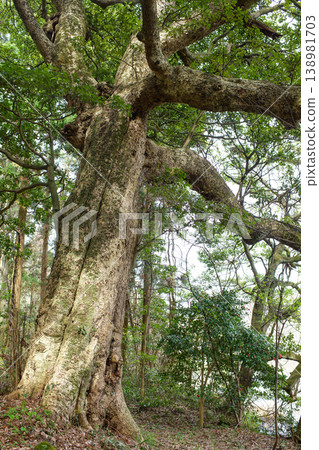 前川 Machilus thunbergii(一種樹木) - 天然紀念物 - 秋田縣 前川 Machilus thunbergii(一種樹木) - 天然紀念物 - 秋田縣 138981703