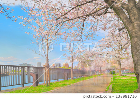 Riverbank lined with cherry trees Riverbank lined with cherry trees 138981710