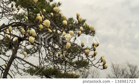 Hwarang Park Magnolia 138981723