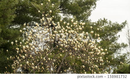 Hwarang Park Magnolia 138981732