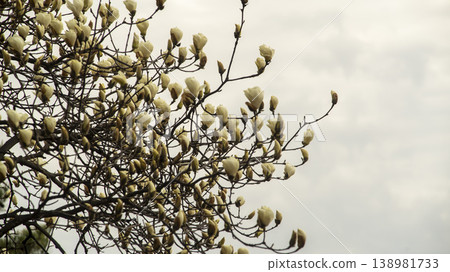 Hwarang Park Magnolia 138981733