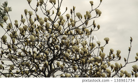 Hwarang Park Magnolia 138981734