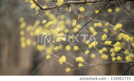 Hwarang Park Magnolia 138981735