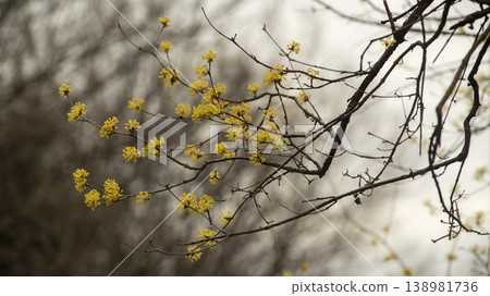 Hwarang Park Magnolia 138981736