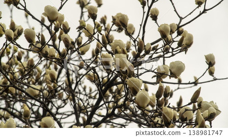 Hwarang Park Magnolia Hwarang Park Magnolia 138981747