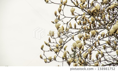 Hwarang Park Magnolia 138981752