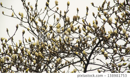 Hwarang Park Magnolia Hwarang Park Magnolia 138981753