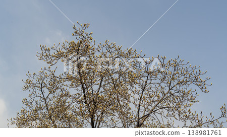 Hwarang Park Magnolia 138981761